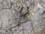 Tetractinella trigonella SCHLOTHEIM 1820 - Bild &copy; FossNet FossilienStore